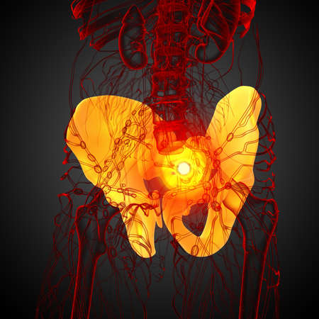 3D medical illustration of the pelvis boneの写真素材