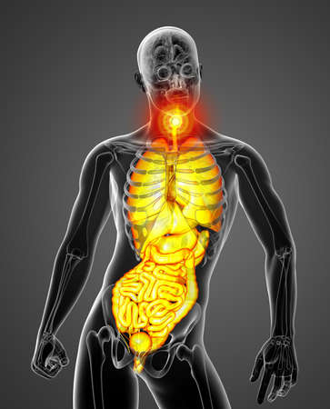 3d render medical illustration of the human digestive system and respiratory system - front viewの写真素材