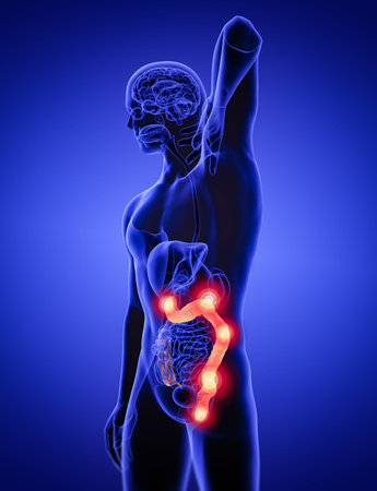 3d render medical illustration of the human larg intestine - side view