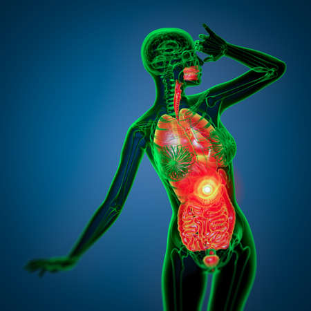 3d render medical illustration of the human digestive system and respiratory system - front viewの写真素材