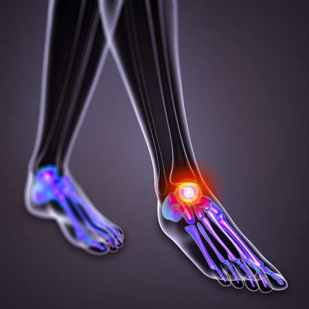 3d render medical illustration of the feet bone - front viewの写真素材