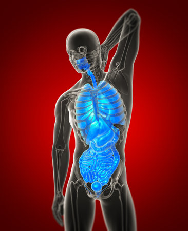 3d render medical illustration of the human digestive system and respiratory system - front viewの写真素材