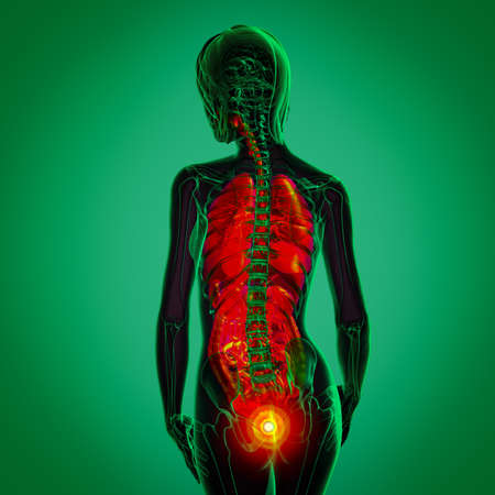3d render medical illustration of the human digestive system and respiratory system - back viewの写真素材
