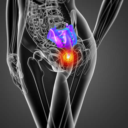 3d render medical illustration of the female sacrum bone  - back viewの写真素材