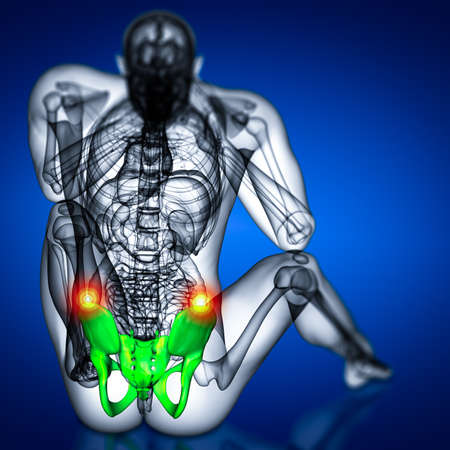 3D medical illustration of the pelvis boneの写真素材