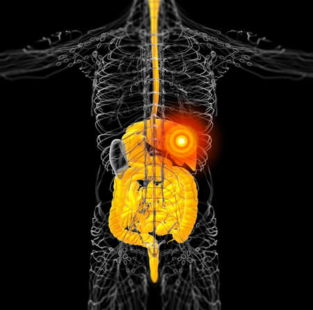 3d render medical illustration of the human digestive system - back viewの写真素材