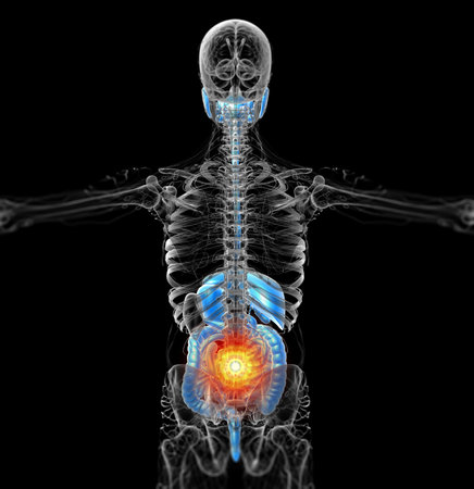 3d render medical illustration of the human digestive system - back viewの写真素材