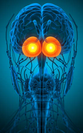 3d render medical illustration of the human brain cerebrum - back viewの写真素材