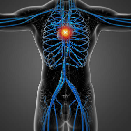 3d render medical illustration of the human vascular system - back viewの写真素材