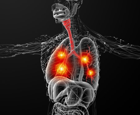 3D medical illustration of the male bronchi - side viewの写真素材