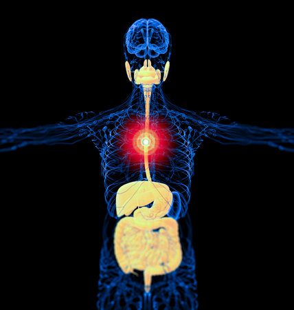 3d render medical illustration of the human digestive system - front view