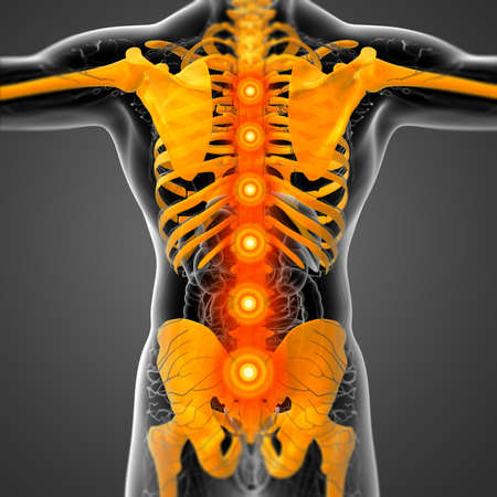 3D medical illustration of the human skeleton - back viewの写真素材