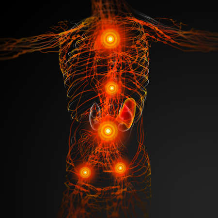 3d render illustration of the male nerves - side viewの写真素材