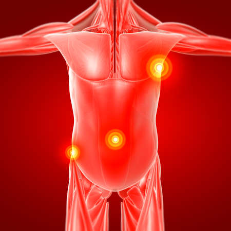 3d render illustration of the male muscle - front viewの写真素材