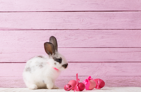 Easter Bunny and eggsの写真素材