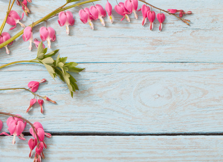 Bleeding heart flowers on wooden backgroundの写真素材