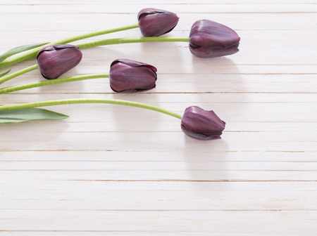 beautiful tulips on wooden backgroundの写真素材