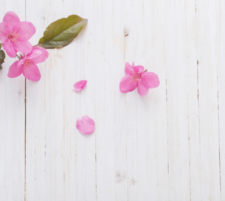 apple flowers on wooden backgroundの写真素材
