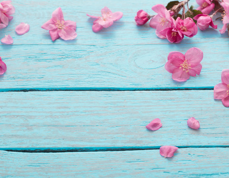 apple flowers on blue wooden backgroundの写真素材