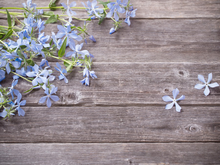 Periwinkle flowers on a wooden backgroundの写真素材
