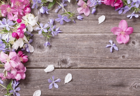 apple flowers on wooden backgroundの写真素材