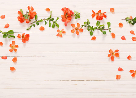 red flowers on white wooden backgroundの写真素材
