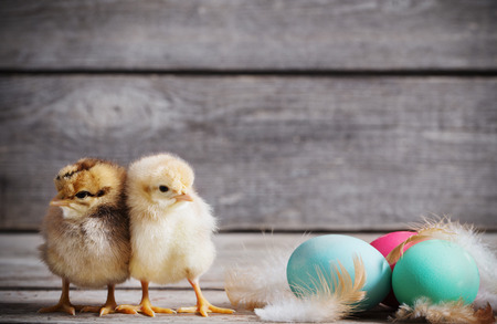 chicken with Easter eggs on wooden backgroundの写真素材