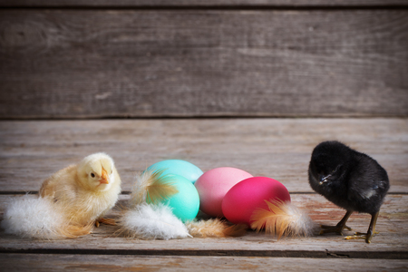 chicken with Easter eggs on wooden backgroundの写真素材