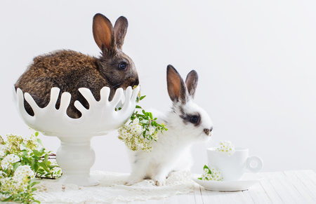two rabbits on white backgroundの写真素材
