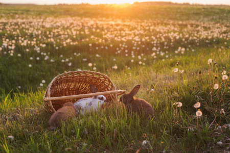 rabbits at sunsetの写真素材