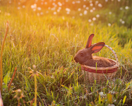 rabbit in basket outdoorの写真素材
