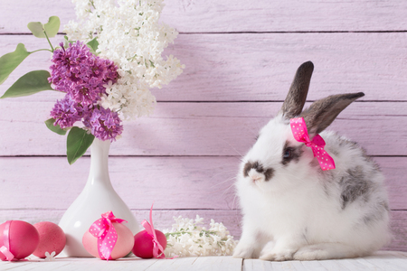 Easter Bunny and eggsの写真素材