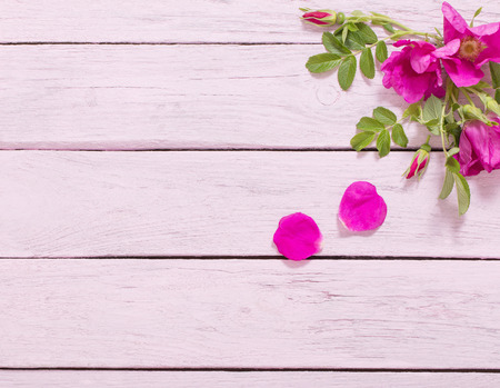 pink roses on wooden tableの写真素材