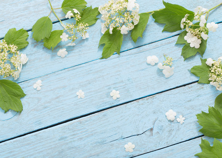 white flowers on blue wooden backgroundの写真素材