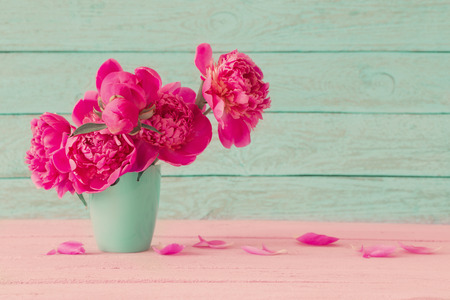 pink peony on blue backgroundの写真素材