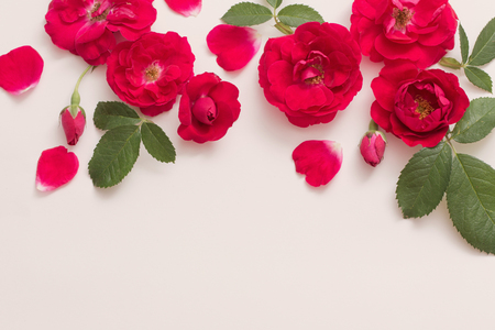 roses on white backgroundの写真素材