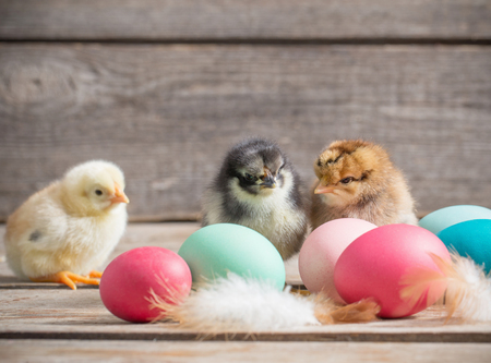 chicken with Easter eggs on wooden backgroundの写真素材