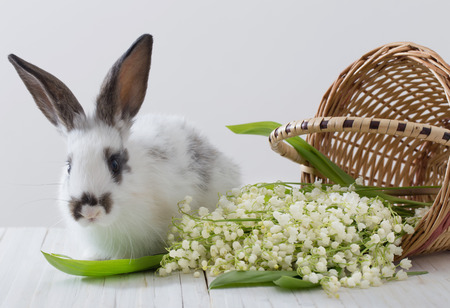 rabbits with spring flowers on white backgroundの写真素材