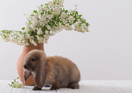 rabbit with flowers on white backgroundの写真素材