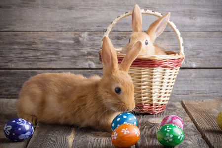 rabbits with Easter eggs on wooden backgroundの写真素材