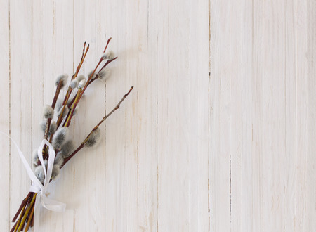 Branches of the pussy willow on white backgroundの写真素材
