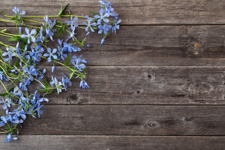 Periwinkle flowers on a wooden backgroundの写真素材