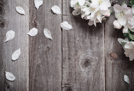apple flowers on wooden backgroundの写真素材