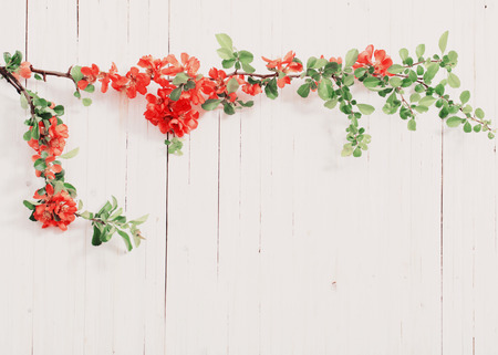 red flowers on white wooden backgroundの写真素材