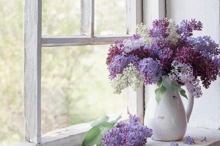 blooming branch of lilac at the windowの写真素材
