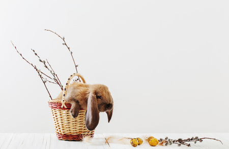 rabbit with Easter eggs on white backgroundの写真素材