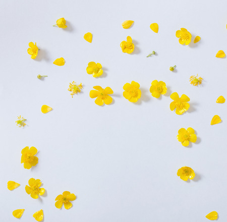 yellow buttercups on white backgroundの写真素材