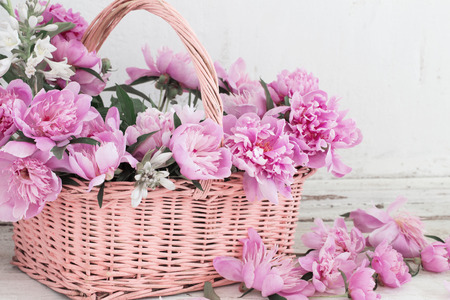 pink peony in basket on old white backgroundの写真素材