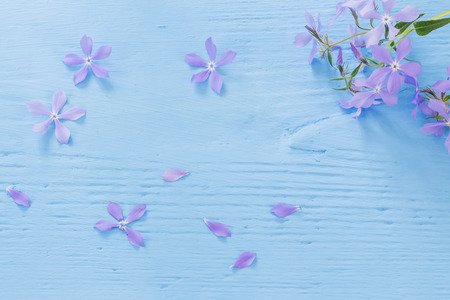 Periwinkle flowers on a wooden backgroundの写真素材