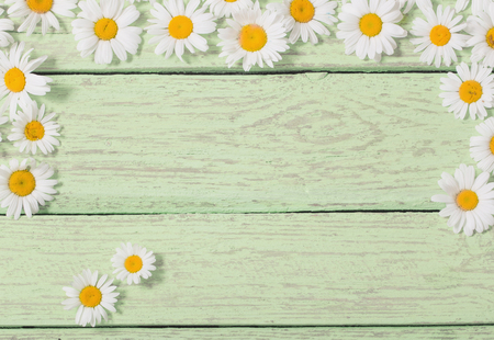 chamomile flower over green wooden backgroundの写真素材
